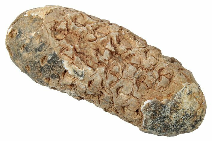 Fossil Cycadophyte Seed Cone - Boujdour, Morocco #346679
